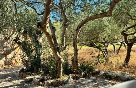 Dolce Terra - Photo 35