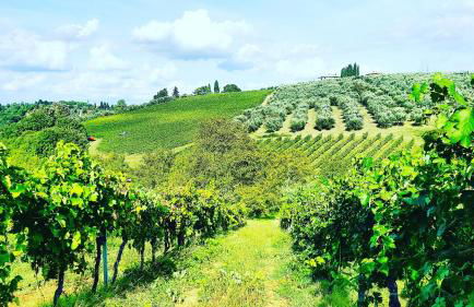 Agriturismo Sant'Ellero - Foto 11