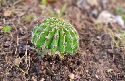 Monte da ti Luzia - Foto 57