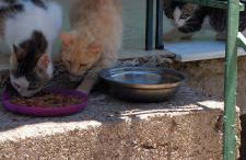 Cute House with mountain views - Foto 34