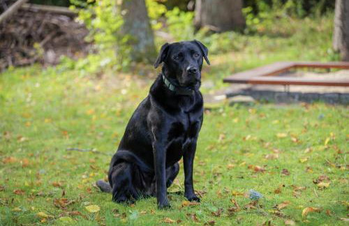 Altes Forsthaus Kniebis | Ski | Nachtloipe | eingezäunt - Foto 72