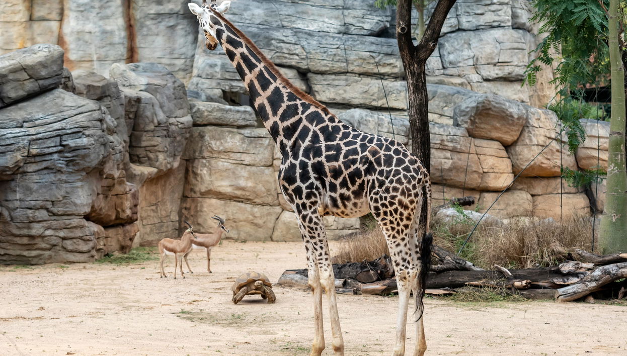 Zoo de Barcelona - Foto 1