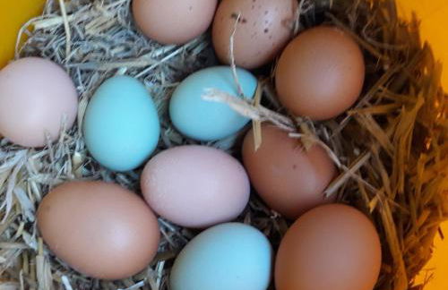 Lüns Ökoferien - Foto 17