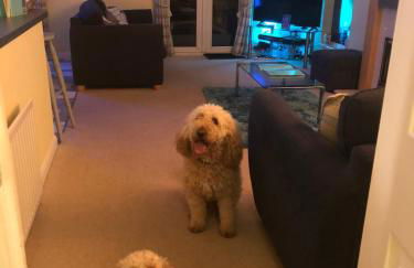 Lukes Lodge, where the fun begins, Woodland View, Hot Tub, dog friendly - Foto 60