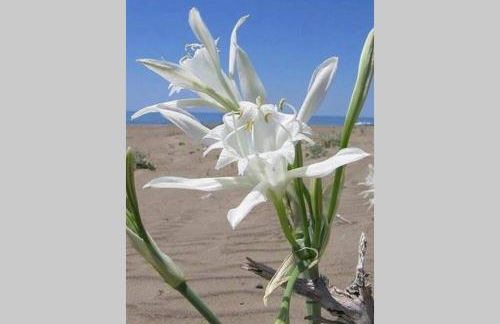 Yria Suite Zakynthos - Foto 38