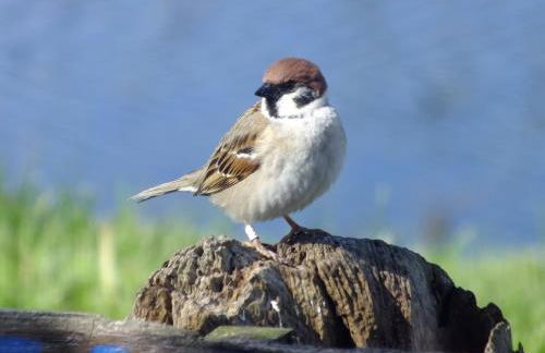 Shelduck Cottage - Foto 24