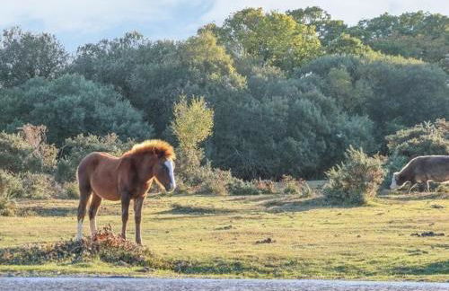 Starboard Light - Foto 41