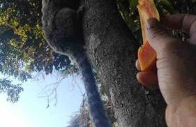 Casa espaçosa na praia do santinho sc - Foto 18