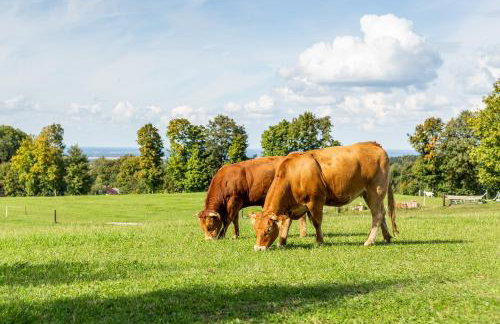 Dylewianka - Foto 58