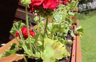 Appartement-Hotel Happy Kienberg - Foto 17