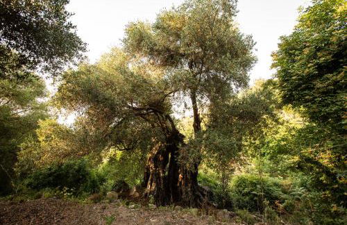 costa di sognu - Foto 8