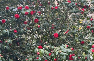 Bed and birds - Foto 58