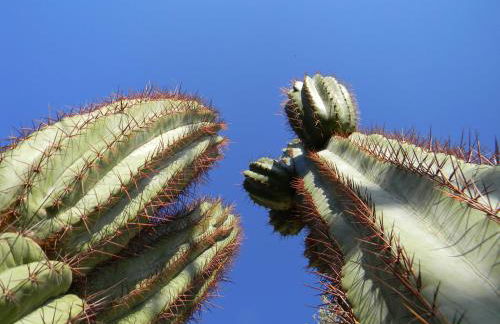 Relais Garden Cactus B&B - Foto 37