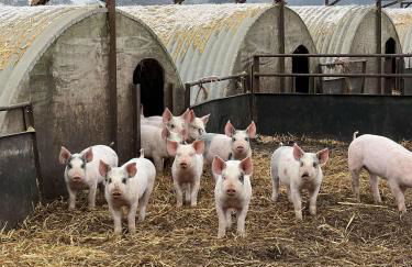 Willow Barn luxury countryside accommodation in Bury St Edmunds - Foto 37