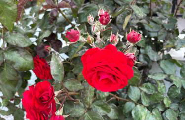 Elea Houses - Foto 39