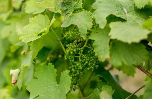 Quinta de Lourosa - Foto 60