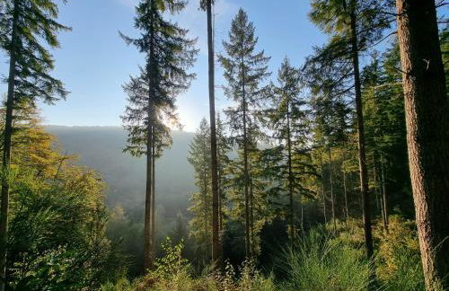 Pfalztraum Fewo's - Foto 36