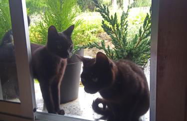 Lar A Rola El precio x una noche es para dia y medio Check in 9am Out 21pm - Foto 52