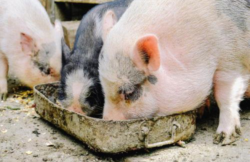 AGRITURISMO CA' FENILE - Foto 31