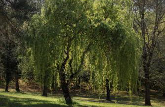 Larroque Haute Gites - Foto 10