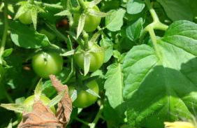 All'ombra dell'ulivo - Foto 21