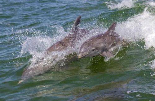 218 Cherry Drive - Foto 36