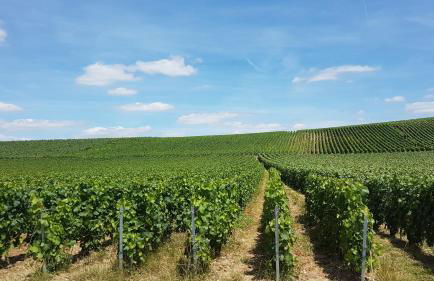 Enjoy en Champagne maison calme au milieu du vignoble avec parking gratuit - Foto 14