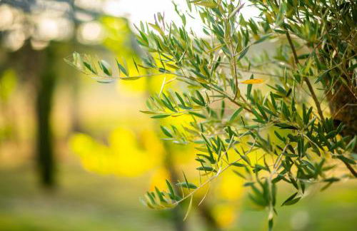 Agriturismo Anfora della Vita - Foto 15