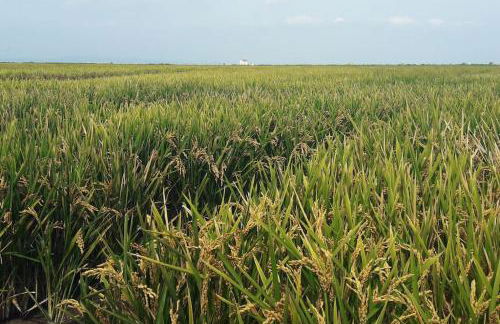 Beachfront House, Valencia, Wifi, Paddle Surf Board, Incredible Views - Foto 37