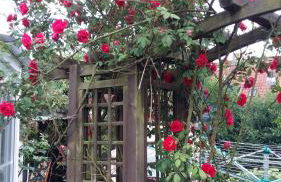 Romantikgarten - Foto 27