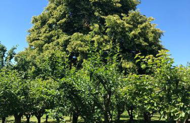 Czytelnia w Sadzie - Foto 36