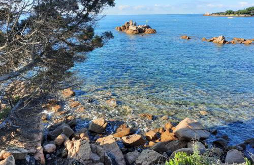 Camélia Plein Soleil Bord de Plage - Photo 32