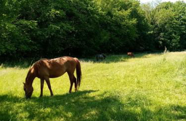 Gîte de la Noyelle à Sainghin en Mélantois - Foto 24