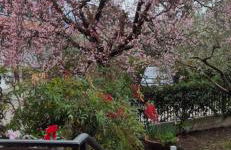 I Quattro Ulivi - Iseo Lake - Foto 18