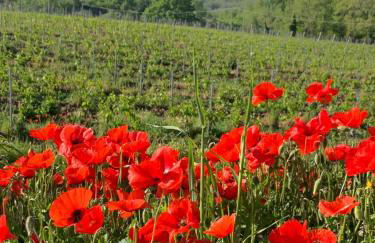 Podere Cerciano - Foto 65