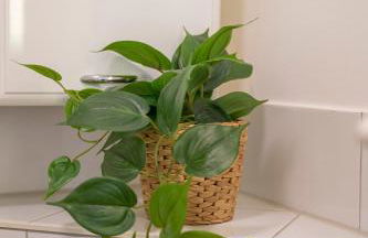 Haus unterm Mammutbaum - Elberadweg - Foto 17