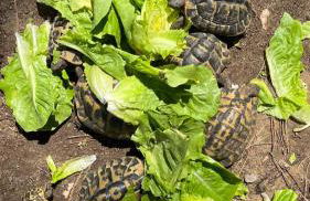 Villa Verde - Foto 45