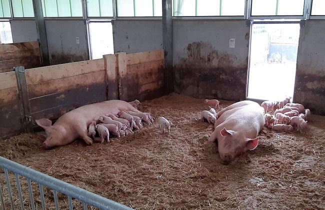 Farmhouse in De Heurne With Animal Farm - Foto 19