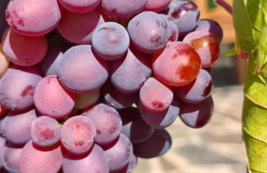 Wine House - Quinta Vale de Carvalho - Foto 53