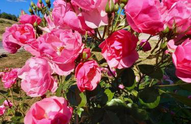 House Veljko - Foto 20