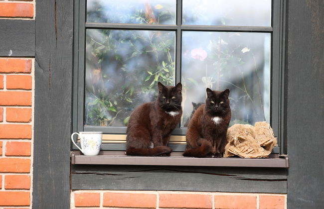 Reihenhaus Rotkehlchen in Lohmen - Foto 29