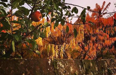Melford Allotment Shed-Vintage Lodge Suffolk - Foto 20
