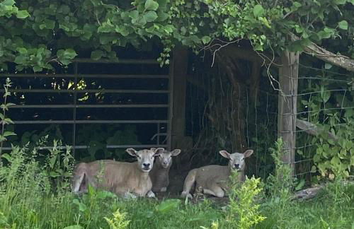 Palm House - Luxury Wye Valley Country House 2 Bed Apartment - Dog Friendly - Foto 35