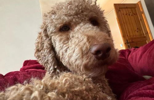 Hundeurlaub im Tiny House im Wald - Foto 15