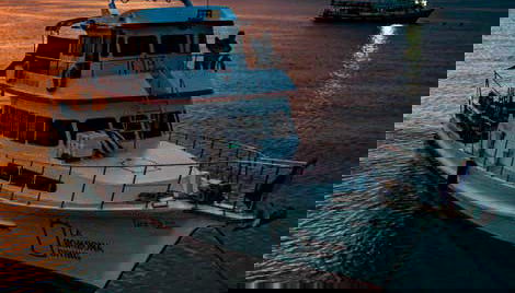 Koh Tao Night Diving - Foto 2