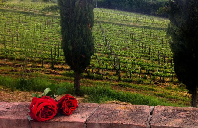 Podere Terreno alla Via della Volpaia - Foto 48