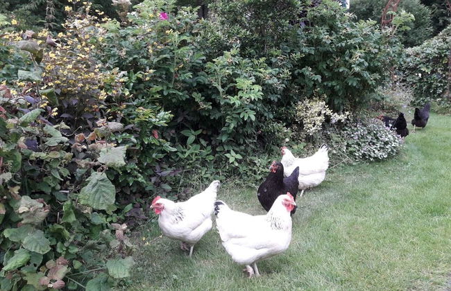 der Englische Garten - Photo 15