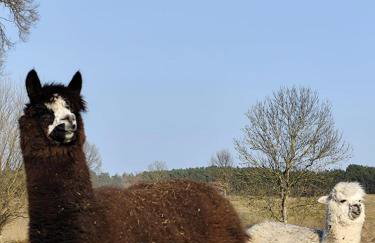 Smocze Ranczo - Foto 63