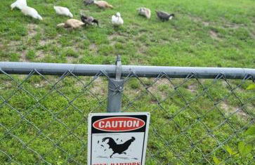 Shroom-life farm Duck Hut - Foto 20