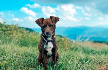 La casa de la masia - La Pallissa - Foto 26